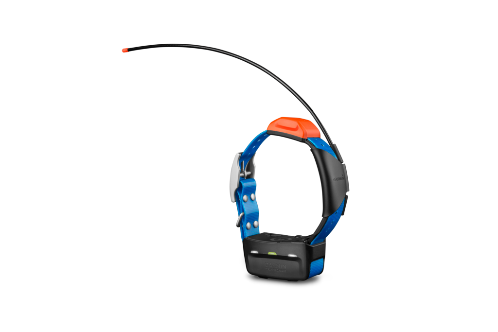 Garmin T5 Mini dog device on blue hunting dog collar with orange top
