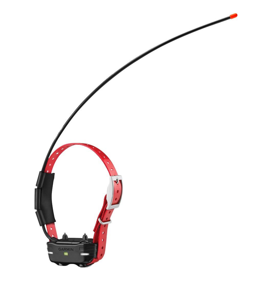Garmin TB 10 dog device on red collar strap with long black antenna